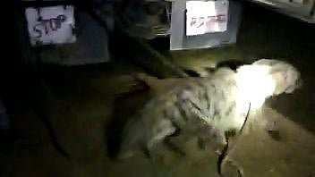 Morena: Hyena caught after moving in town for 48 hours - Vimarsana News