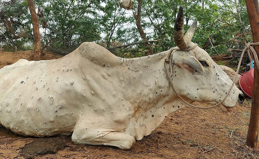 Rewa: Deputy Director apprises breeders of ways to protect cattle from diseases - Vimarsana News