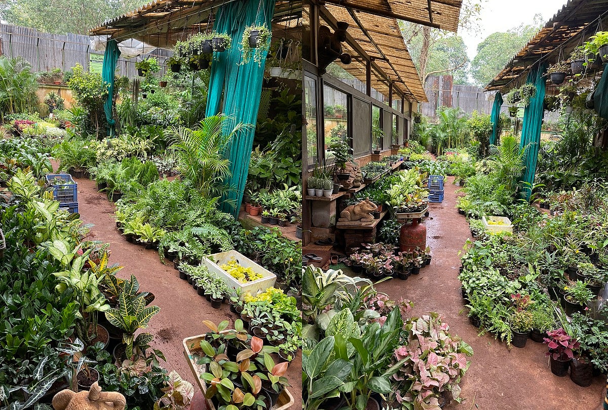 Mumbai Here's how this citybased nursery is spreading greenery one