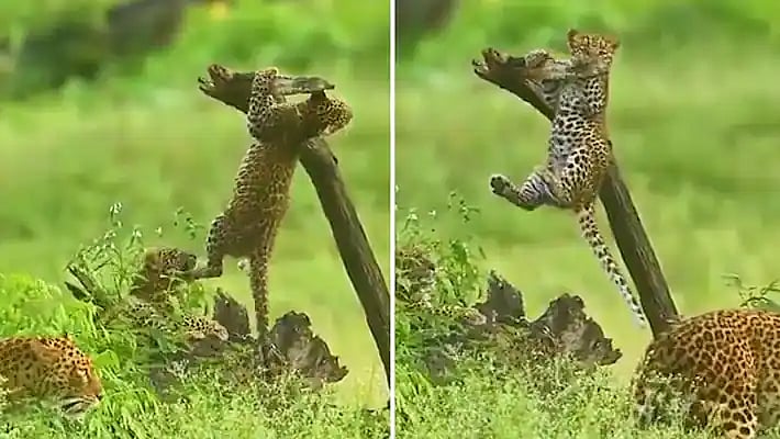 Watch: Leopard cub tries pull-ups in green forest - Vimarsana News