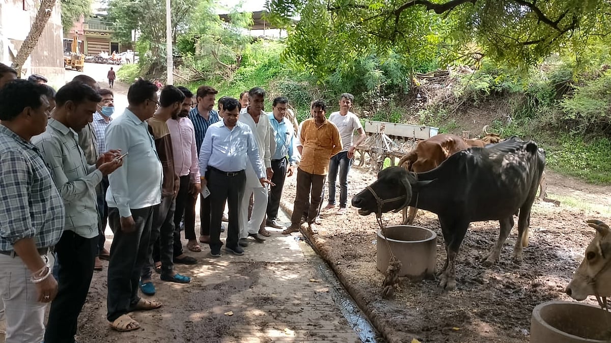 Khargone: Vaccine not available for Lumpy virus; control room set-up in district, sampling of suspicious cattle begins - Vimarsana News