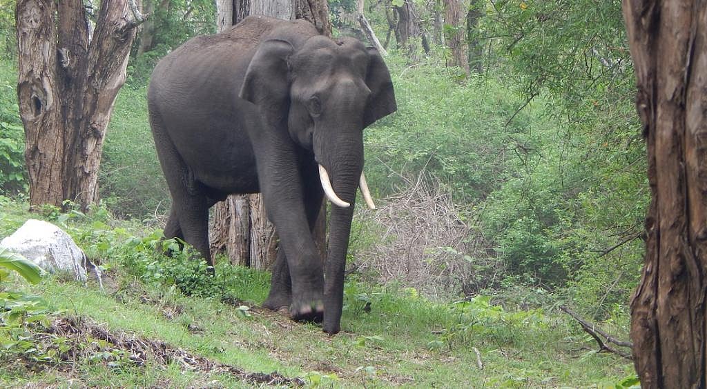 Three elephants electrocuted to death in Tamil Nadu - Vimarsana News