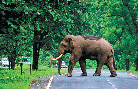 Human - Elephant conflict: 'Youth can solve problem of co-existence' - Vimarsana News