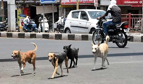wild dogs