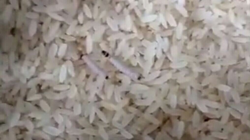 Seoni Malwa Two fall ill after eating worminfested rice