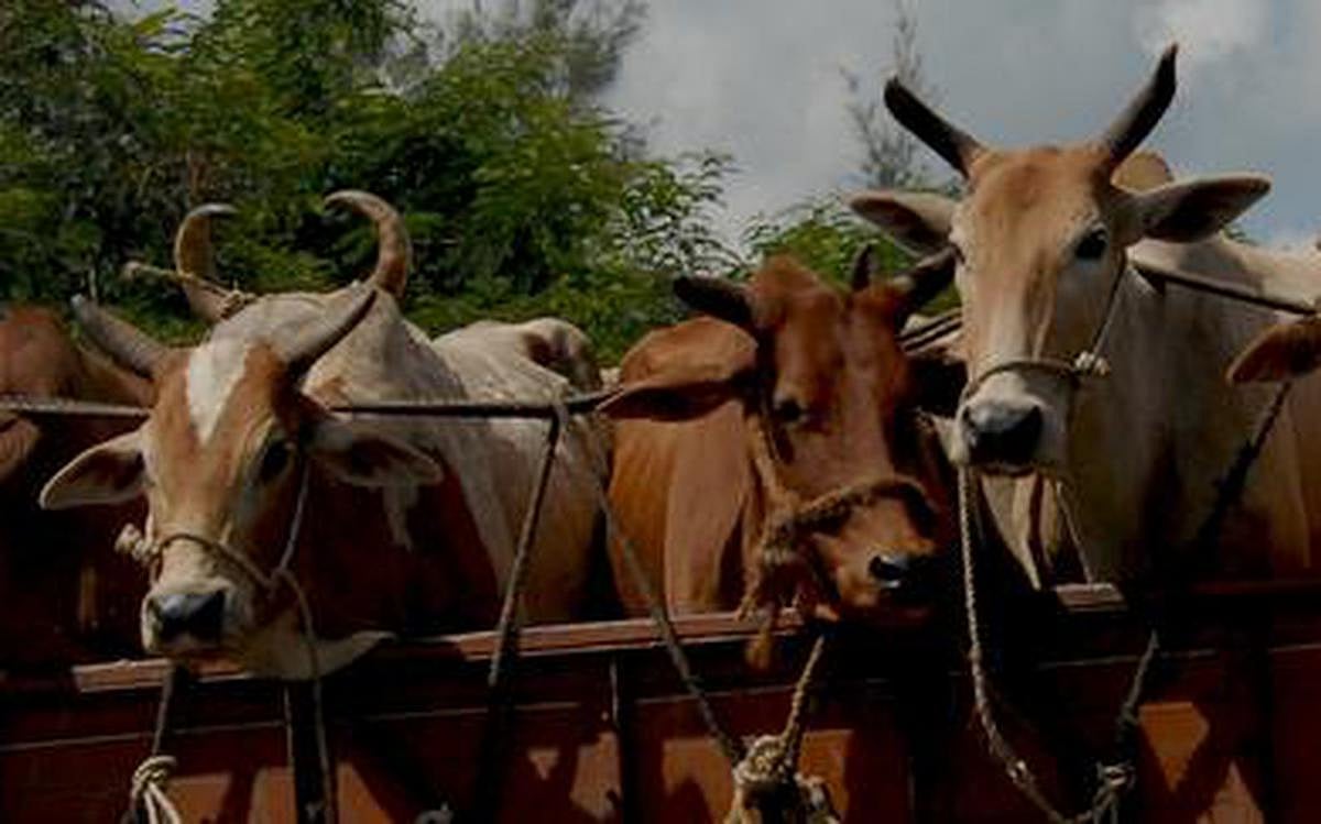 West Bengal: Bangladeshi national lynched over cattle theft, 3 arrested - Vimarsana News