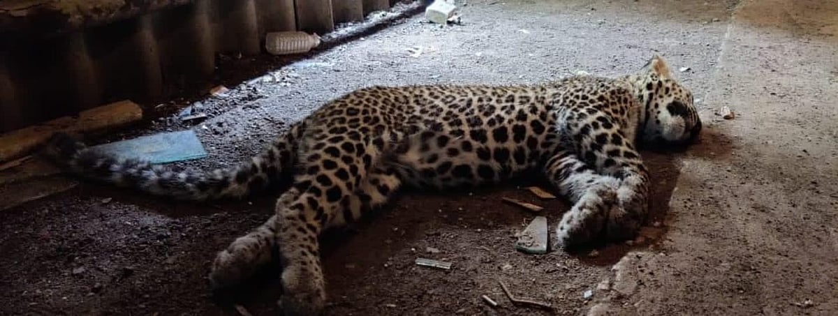 Mumbai: Leopard carcass found inside Goregaon Film City - Vimarsana News