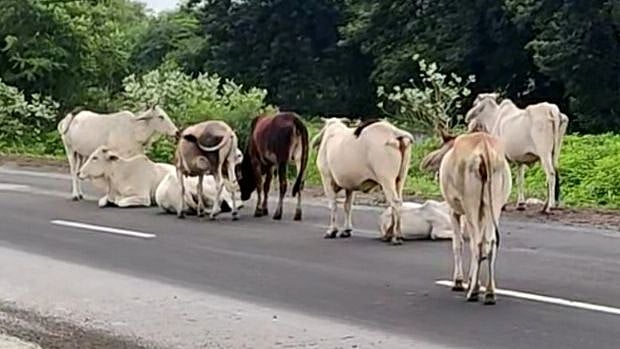 MP: 4 head of cattle infected with lumpy virus in Sonkatch tehsil - Vimarsana News