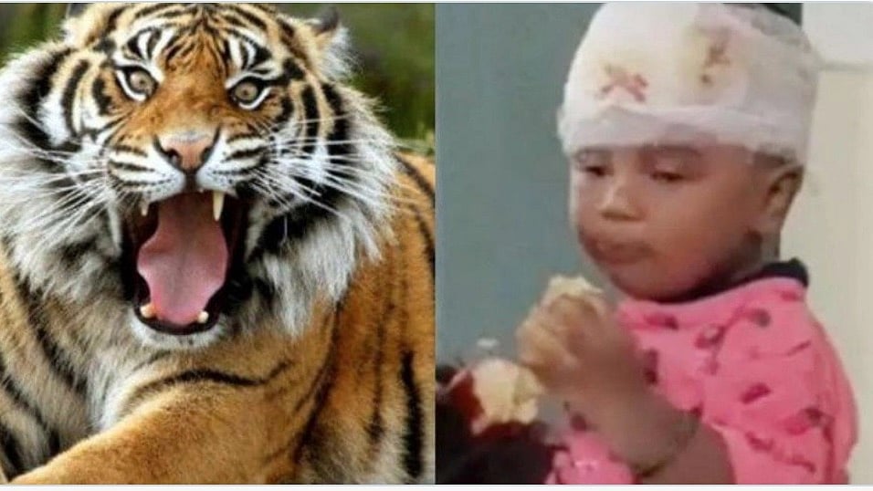 Madhya Pradesh: Hero mother fights off tiger, saves son from its jaws - Vimarsana News