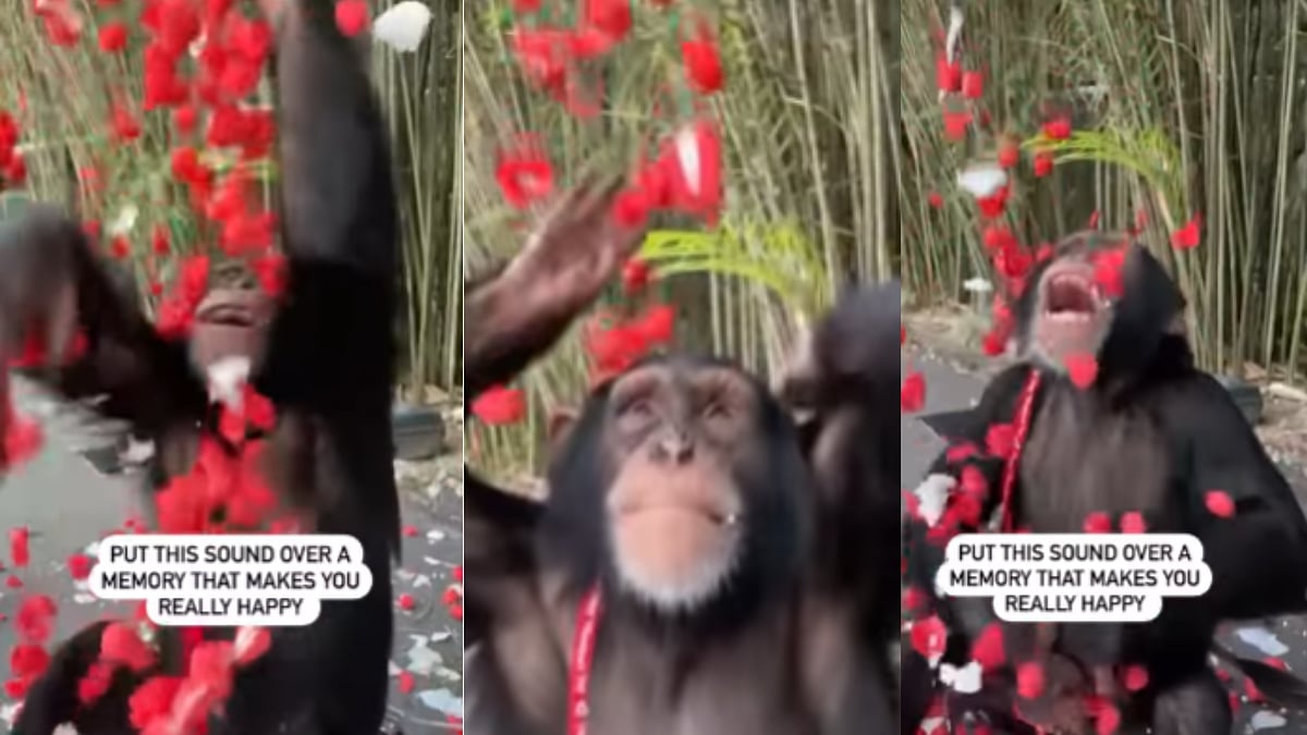 Watch: Chimpanzee enjoys rose showers just like humans - Vimarsana News