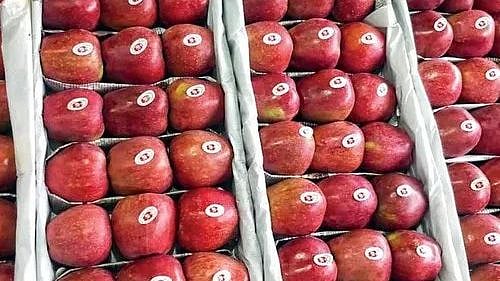 Mumbaikars, get ready to enjoy juicy Kashmiri apples - Vimarsana News