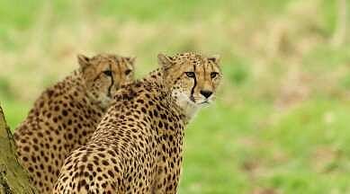 Bhopal: 3 of eight cheetahs from Namibia replaced previously selected ones