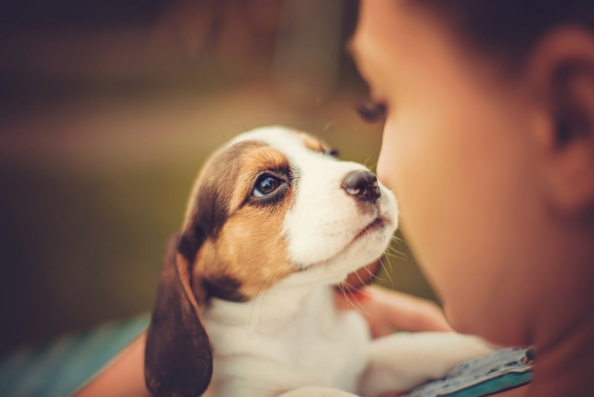Five things to keep in mind before bringing a pet home