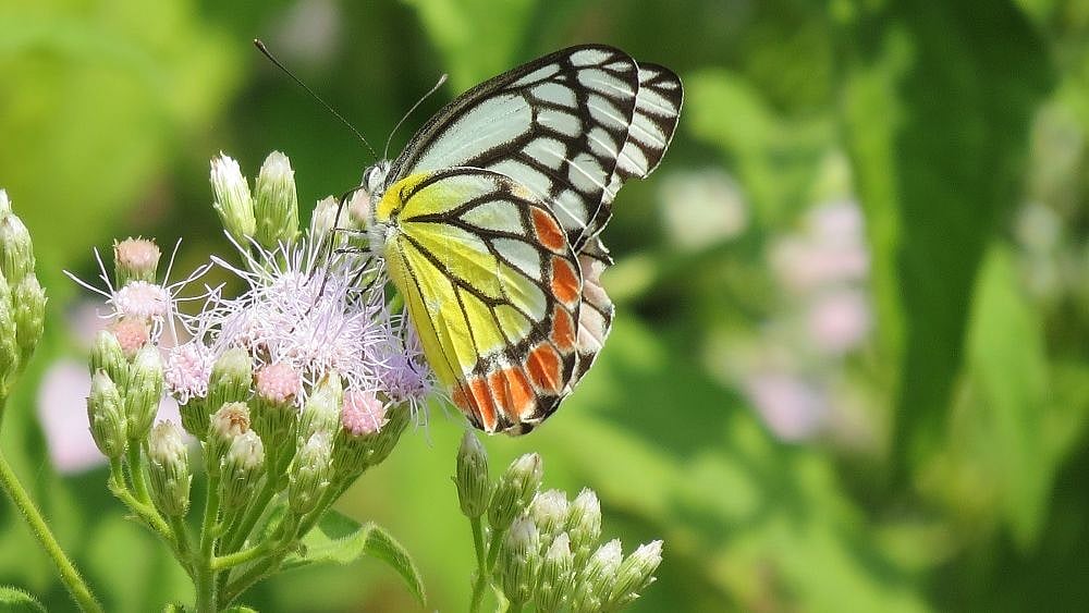 Bhopal: 40 species identified under Bhoj Wetland Butterfly Survey, 2022 - Vimarsana News