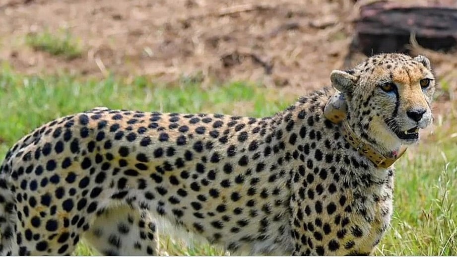 MP: Experts keep close watch as cheetahs adapt to new environment in
