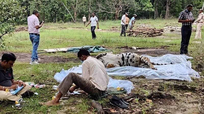 MP: Tigress found dead in Bandhavgarh Tiger Reserve - Vimarsana News