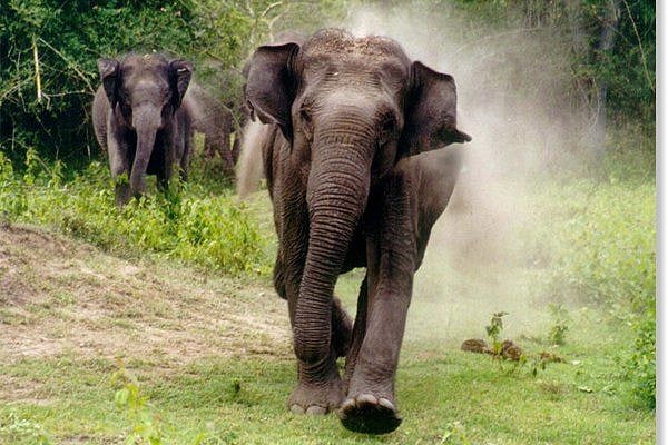 Maharashtra: A blast of the trumpet - Vimarsana News