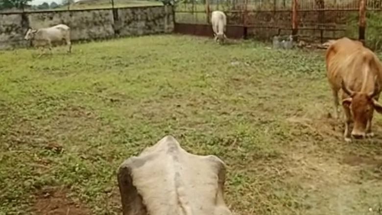 Lumpy virus: Burhanpur civic body to quarantine affected cattle - Vimarsana News