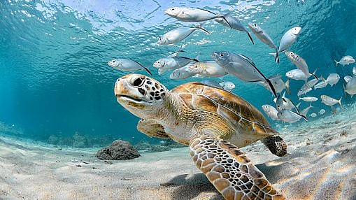 Negative effects of climate change on marine environment: Research - Vimarsana News
