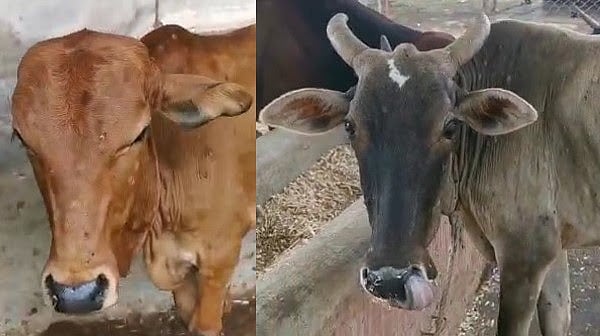 Lumpy Virus Fear: 489 cows infected in Burhanpur so far, milk production adversely affected - Vimarsana News