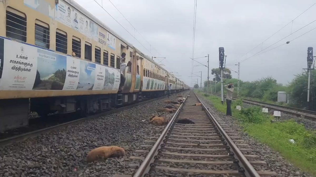 MP: 100 sheep run over by train, police arrest one shepherd - Vimarsana News