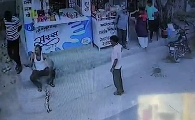 On camera: Snake catcher dies of cobra bite in Rajasthan - Vimarsana News
