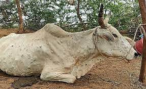 Indore: Suspected lumpy virus deaths of cattle reported in Depalpur - Vimarsana News
