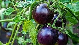 You will soon be able to eat Purple Tomato; here are the benefits - Vimarsana News