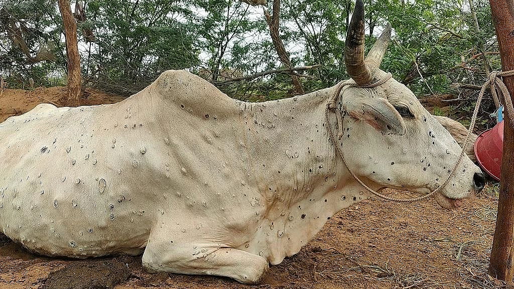 Maharashtra to produce vaccine against lumpy skin disease - Vimarsana News