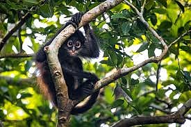 Spider monkey among three exotic species rescued in Mizoram - Vimarsana News