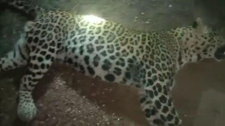 Madhya Pradesh: Leopard dies in head-on collision with car in Naya Gaon highway area - Vimarsana News