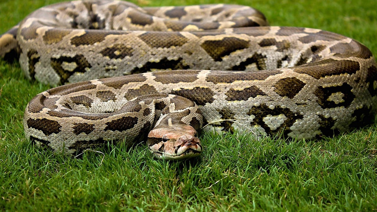 Punarvasu Foundation rescues a 10-feet long Indian Rock python in Kharghar - Vimarsana News