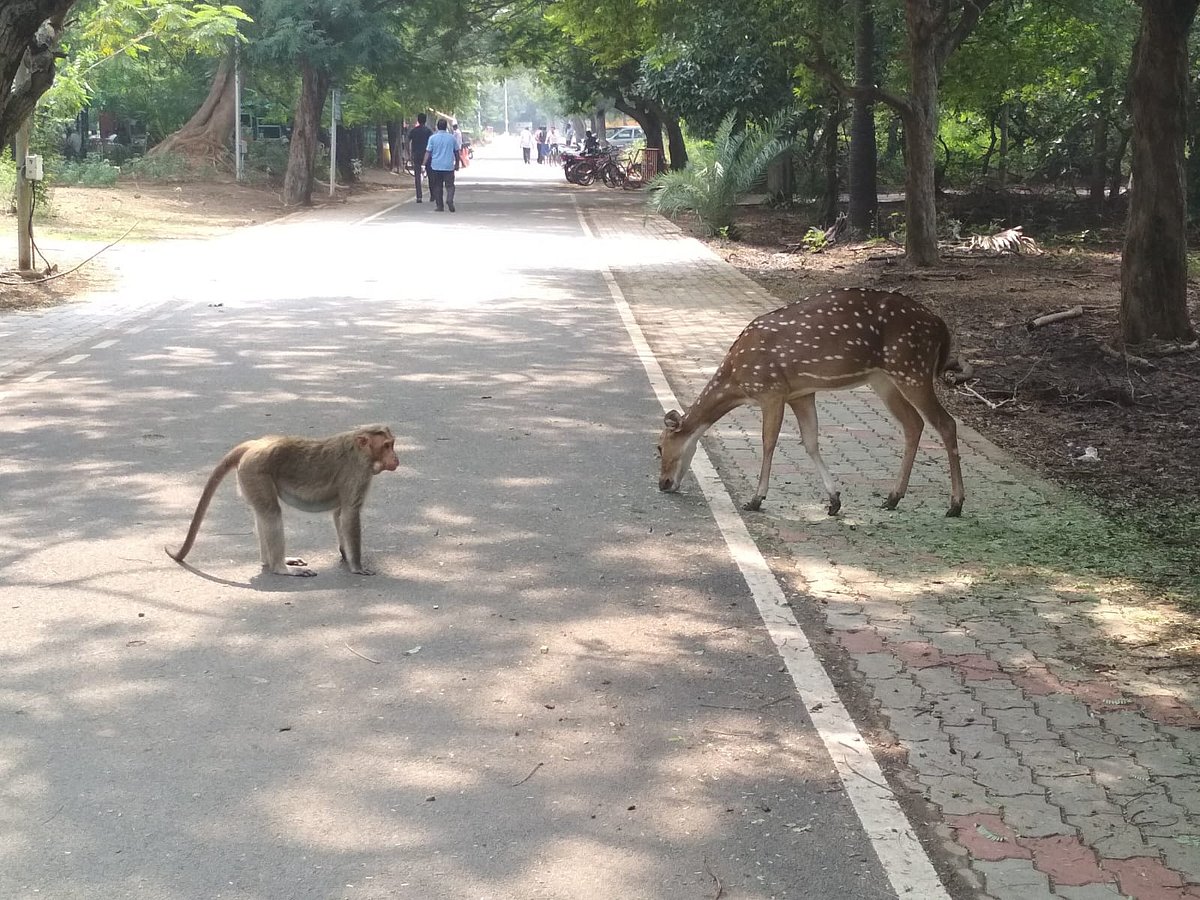 for-iit-madras-waste-collection-turns-into-monkey-business