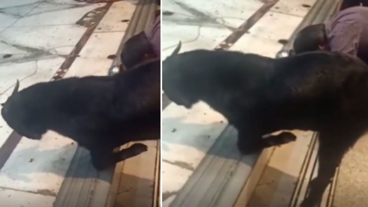 Watch: Goat kneels down, prays to Lord Shiva during aarti at a UP temple in Kanpur - Vimarsana News