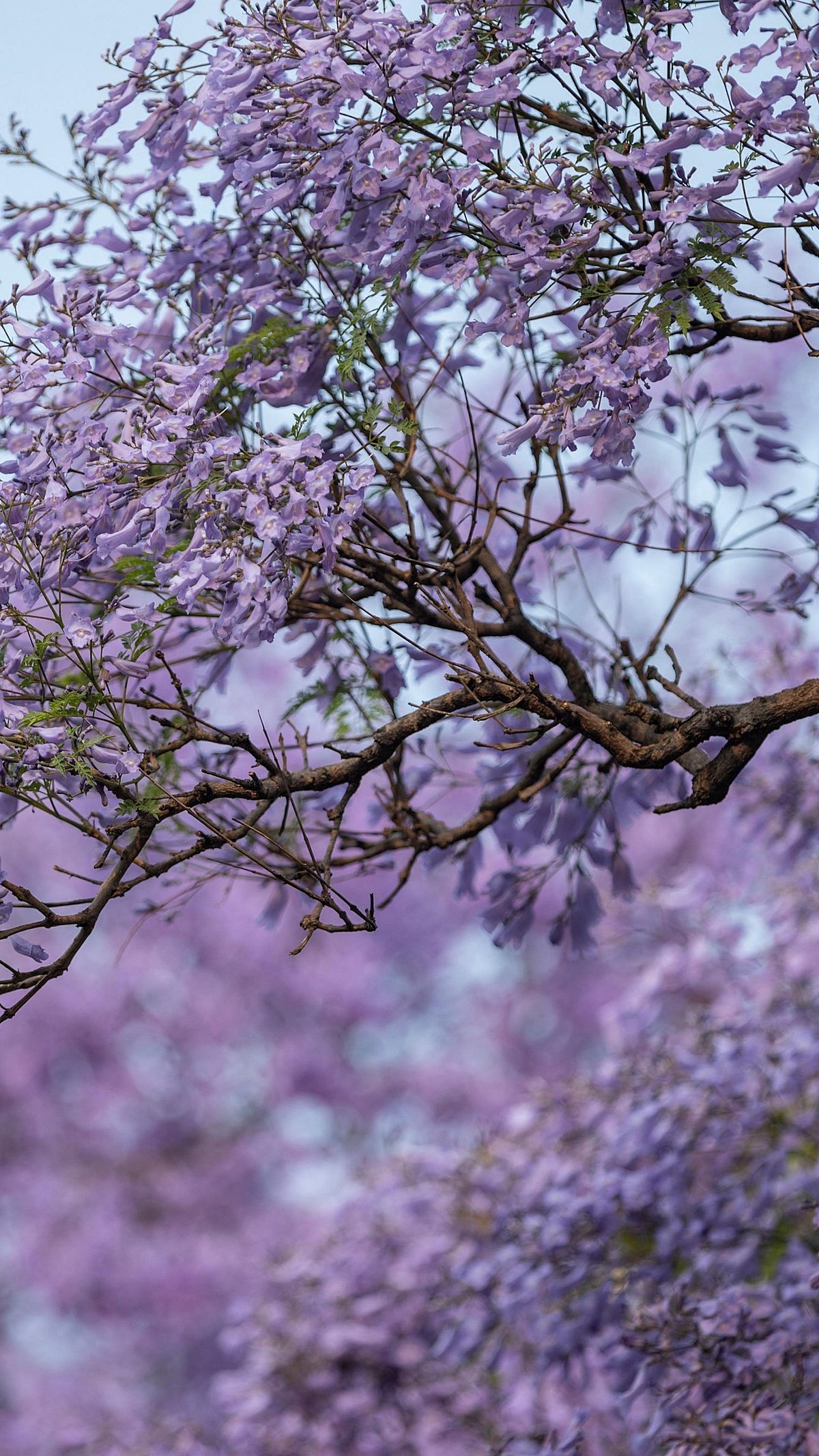 In Pics Blossoming jacaranda trees in Johannesburg