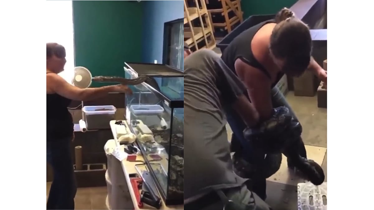 Watch: Pet python attacks owner, netizens wonder about her choice of keeping snake as pet - Vimarsana News