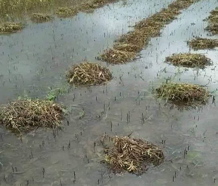 Manasa: Dhakad writes to CM for compensating farmers for crop loss - Vimarsana News