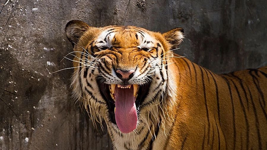 Maharashtra: 70-year-old man killed by tiger in Chandrapur; second death in three days - Vimarsana News