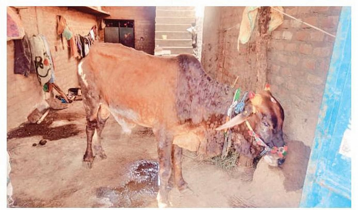 Madhya Pradesh: Lumpy virus outbreak in Gandhwani villages - Vimarsana News
