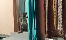 Maharashtra: Leopard enters home in Satara; rescued by forest department (WATCH) - Vimarsana News
