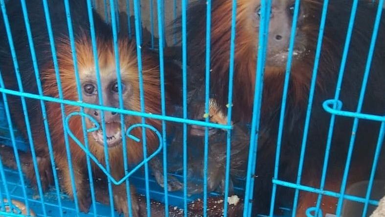 Mizoram: Police, excise and narcotics department rescue 140 exotic animal and bird species - Vimarsana News