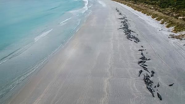 New Zealand: Several whales washed away to death on Chatham Islands - Vimarsana News