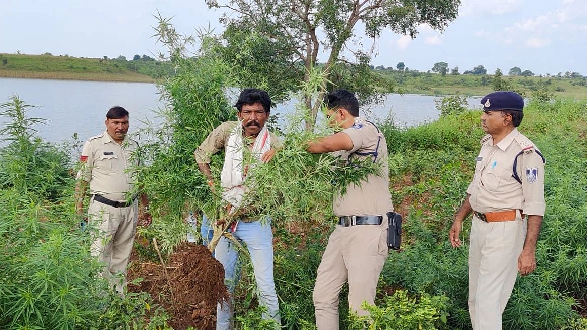 Sendhwa: Over 80 kg weed plants seized, one held - Vimarsana News