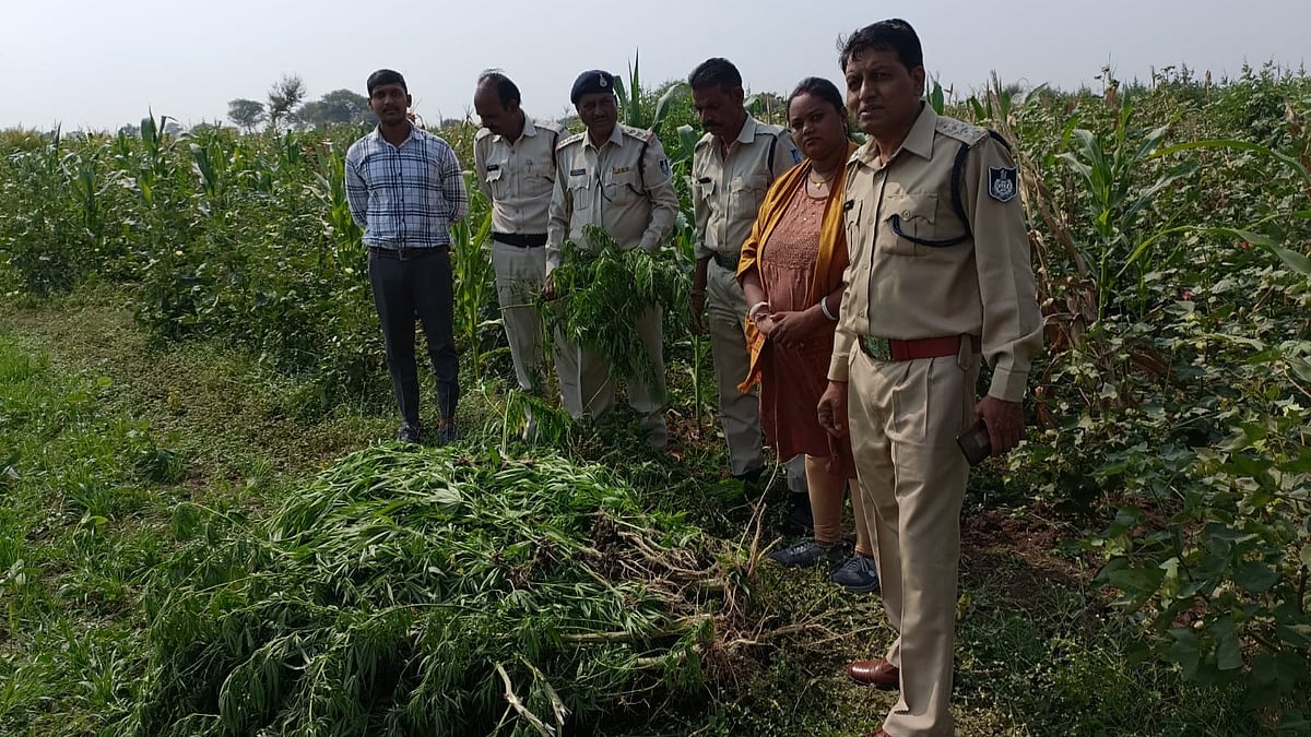 Indore: Narcotics wing seizes 145 cannabis plants - Vimarsana News