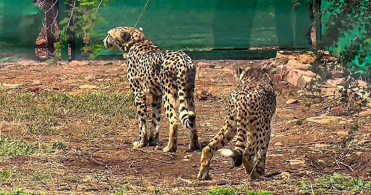 Madhya Pradesh: Two Cheetahs released into the wild in Kuno National Park - Vimarsana News