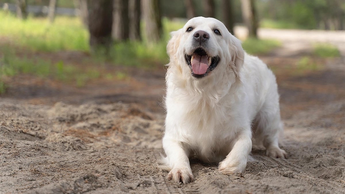 Maharashtra: Man kills neighbour's pet dog for barking at him in Beed - Vimarsana News