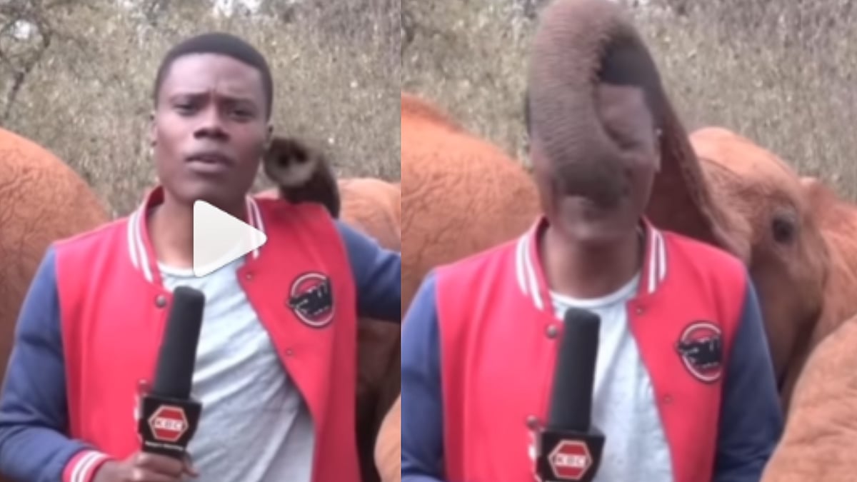 Watch: Baby elephant tickles journalist during live reporting, adorable