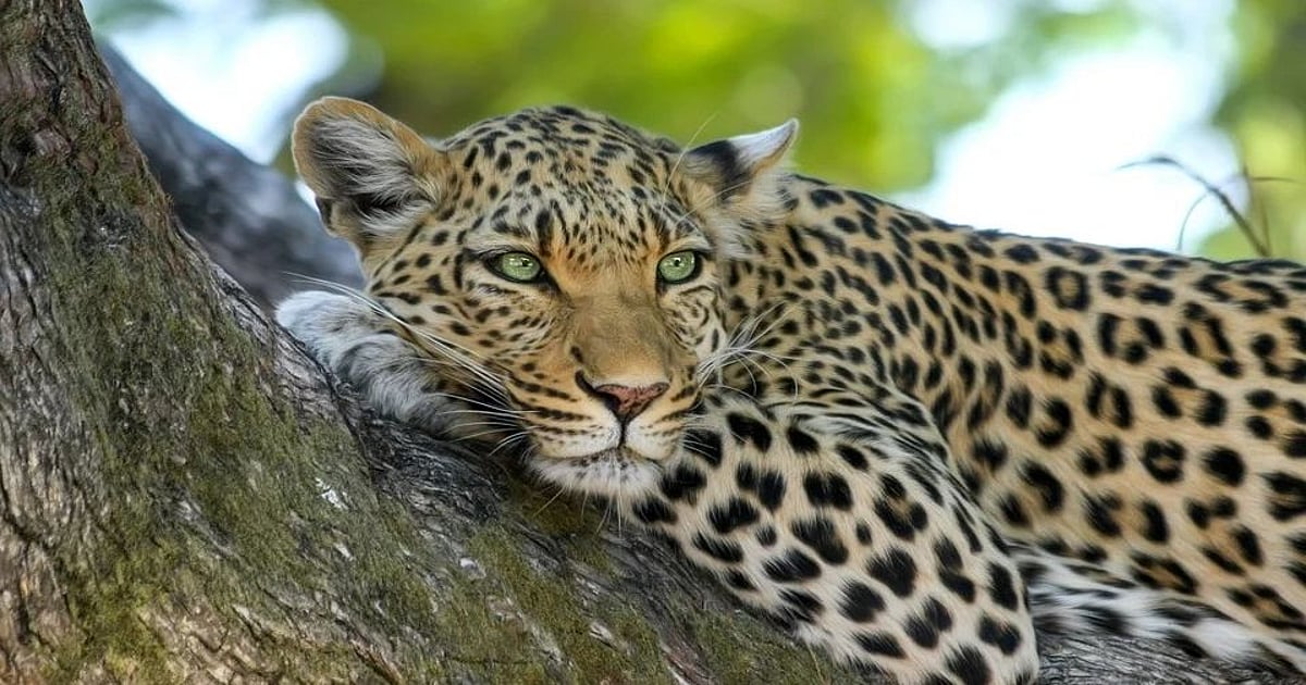 Leopard Found Dead In Suspicious Conditions In MP's Katni - Vimarsana News