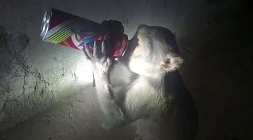 Wait, what? Monkey enters liquor shop, drinks beer in Uttar Pradesh's Raebareli; watch - Vimarsana News