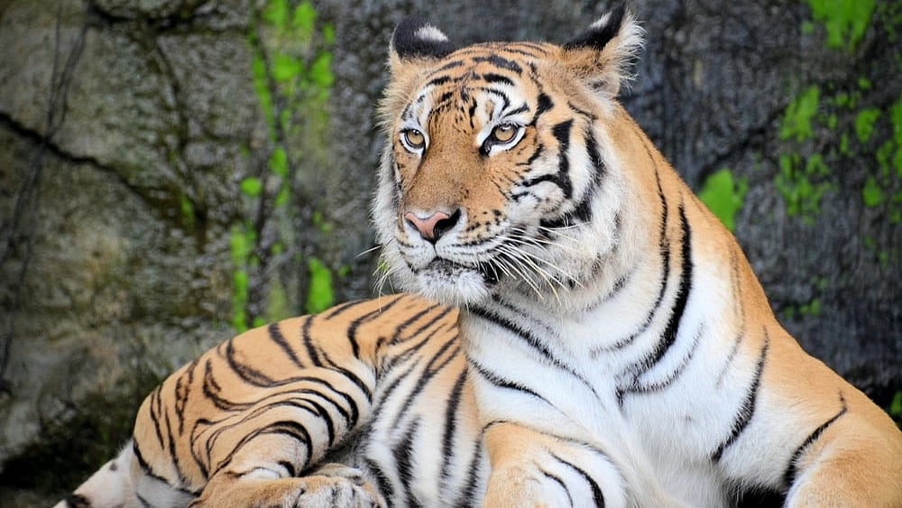 No leniency for man-Eating tigers: Forest Minister Mungantiwar after 3 die in animal attack in Chandrapur - Vimarsana News